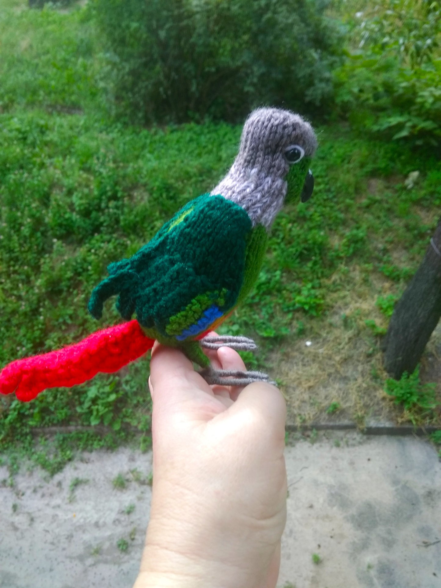 Adorable green cheek conure parrot